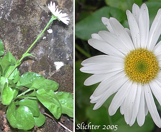 Erigeron howellii