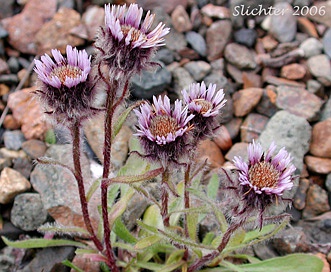 Erigeron humilis