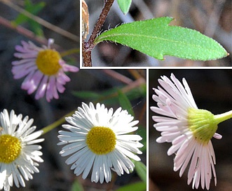 Erigeron karvinskianus