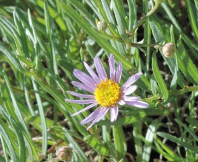 Erigeron klamathensis