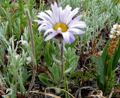 Erigeron lanatus