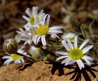 Erigeron lassenianus