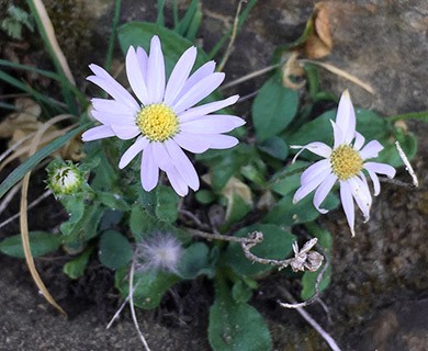 Erigeron leibergii