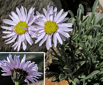 Erigeron leiomerus