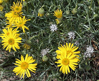 Erigeron linearis