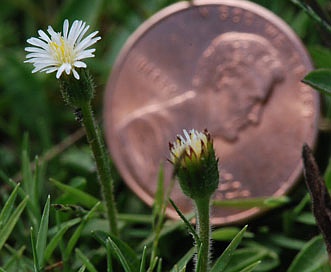 Erigeron lonchophyllus