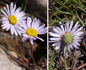 Erigeron nematophyllus