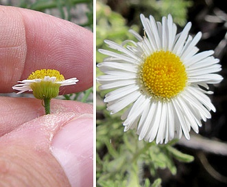 Erigeron neomexicanus