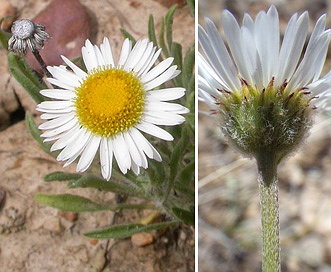 Erigeron ochroleucus