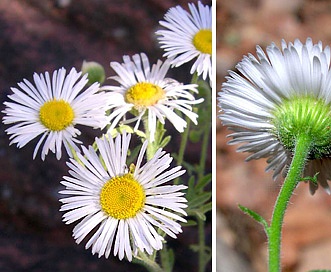 Erigeron oreophilus