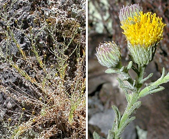 Erigeron petrophilus