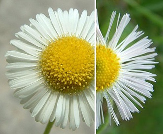 Erigeron philadelphicus