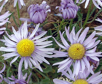 Erigeron poliospermus