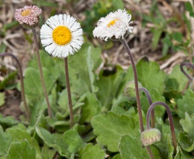 Erigeron procumbens