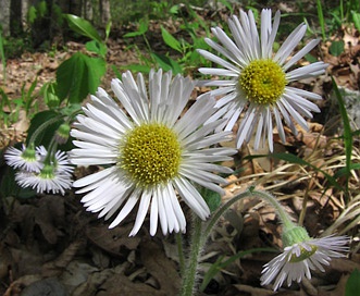 Erigeron pulchellus