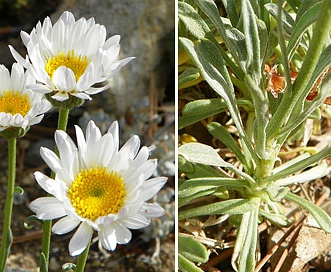 Erigeron pulcherrimus