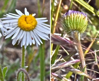 Erigeron pumilus