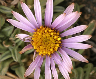 Erigeron pygmaeus