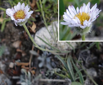 Erigeron rydbergii