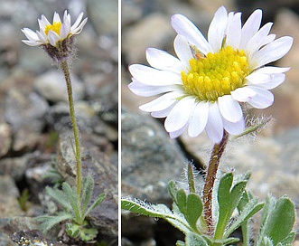 Erigeron salishii