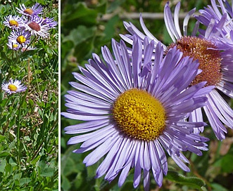 Erigeron subtrinervis