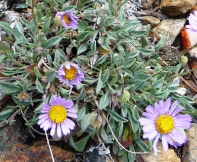 Erigeron tener