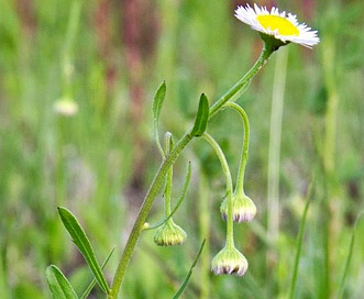 Erigeron tenuis