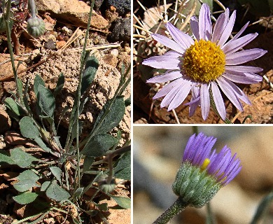 Erigeron tweedyi