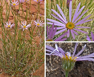 Erigeron utahensis