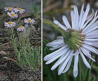 Erigeron vetensis