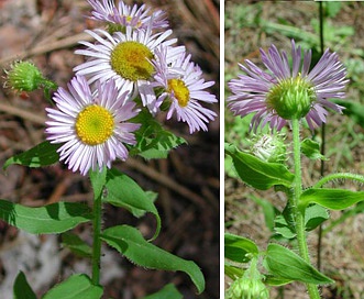 Erigeron vreelandii