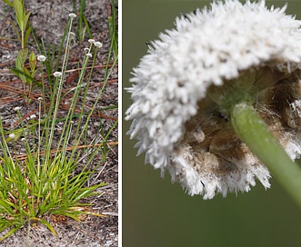 Eriocaulon compressum