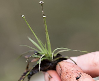 Eriocaulon parkeri