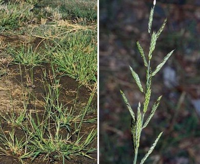 Eriochloa contracta