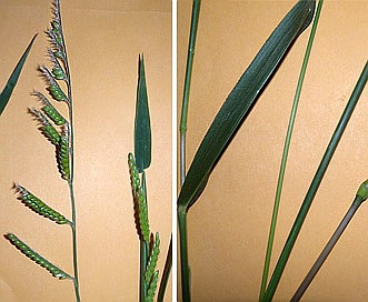 Eriochloa villosa