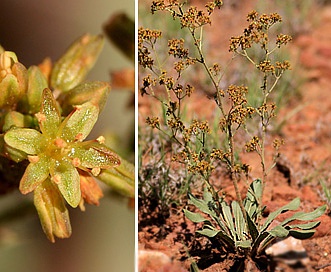 Eriogonum alatum