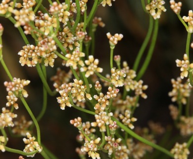 Eriogonum ampullaceum