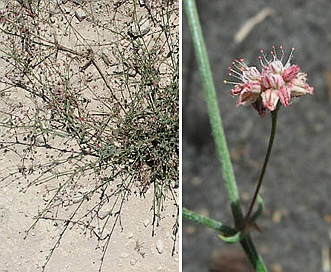 Eriogonum angulosum