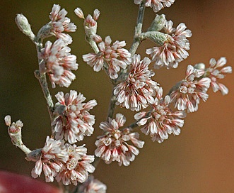 Eriogonum annuum