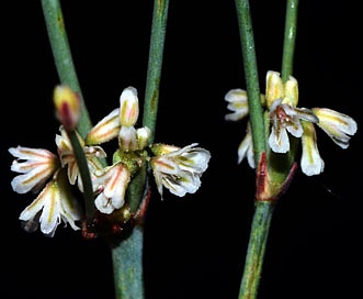 Eriogonum baileyi