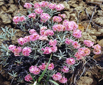 Eriogonum bicolor