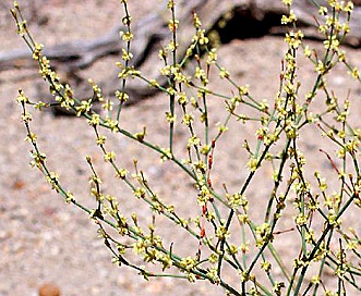 Eriogonum brachyanthum