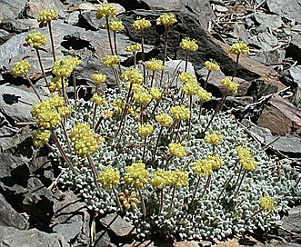 Eriogonum caespitosum