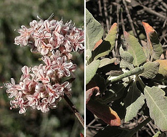 Eriogonum cinereum