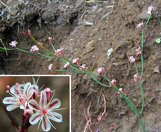 Eriogonum cithariforme