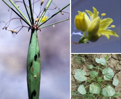 Eriogonum clavatum