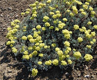 Eriogonum codium