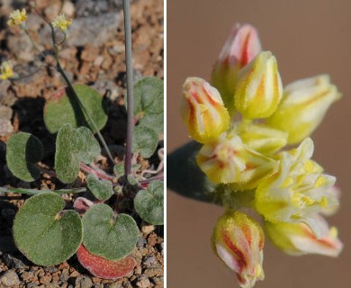 Eriogonum collinum