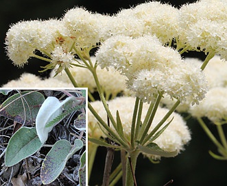 Eriogonum compositum