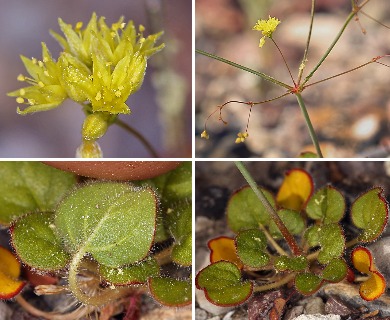 Eriogonum contiguum